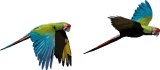 parrots